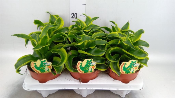 <h4>Dracaena frag. 'Tornado'</h4>