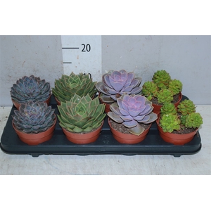 Echeveria Gemengd