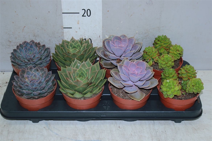 <h4>Echeveria Gemengd</h4>