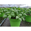 Ocimum basilicum