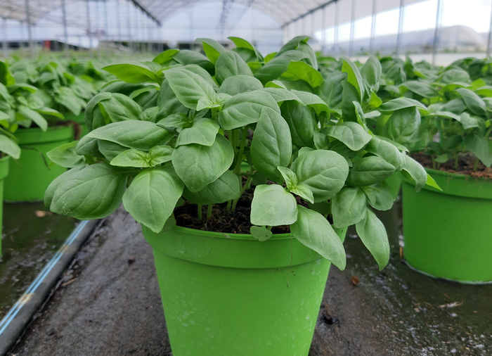 Ocimum basilicum