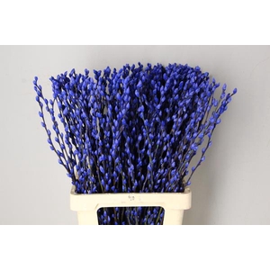 Salix Snowflake 70cm Blue