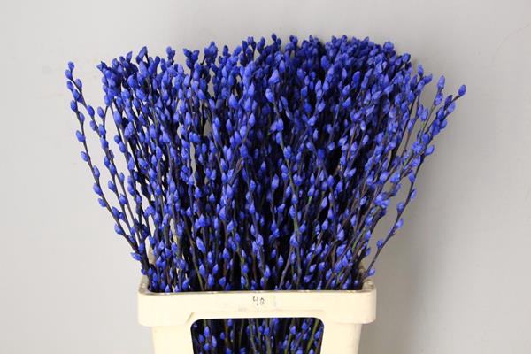 <h4>Salix Snowflake 70cm Blue</h4>