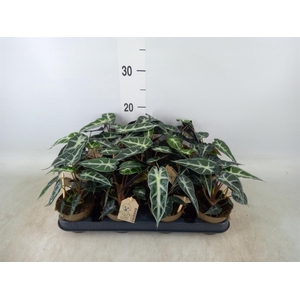 Alocasia   ...