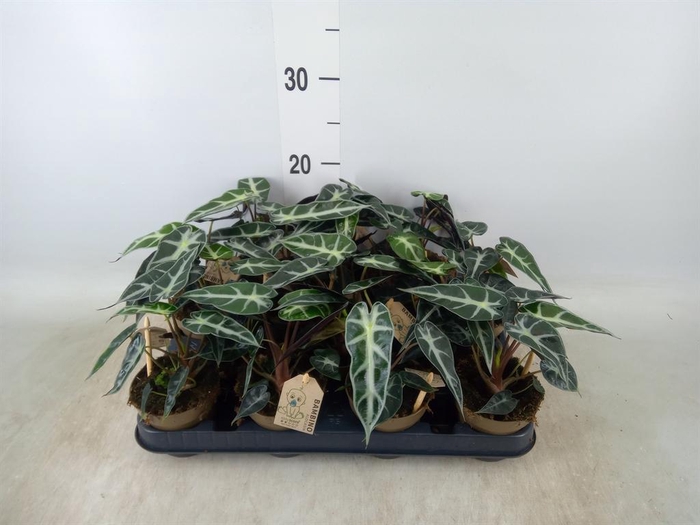 <h4>Alocasia   ...</h4>