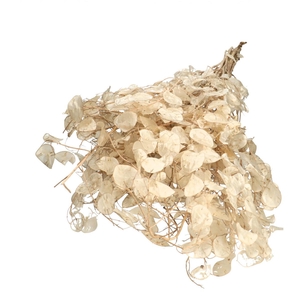 Droogbloem Lunaria 90cm