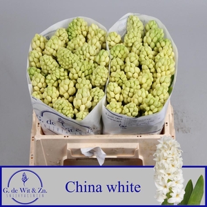 HYAC CHINA WHITE