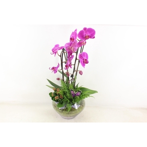 arr2 PL - Glas Olay phal lila V2