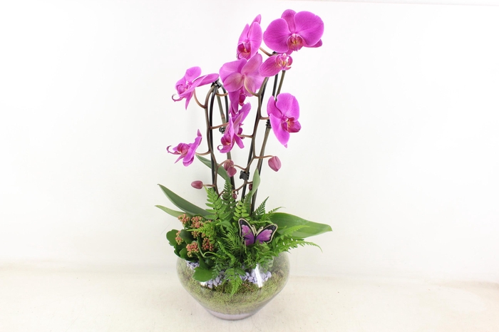 <h4>arr2 PL - Glas Olay phal lila V2</h4>
