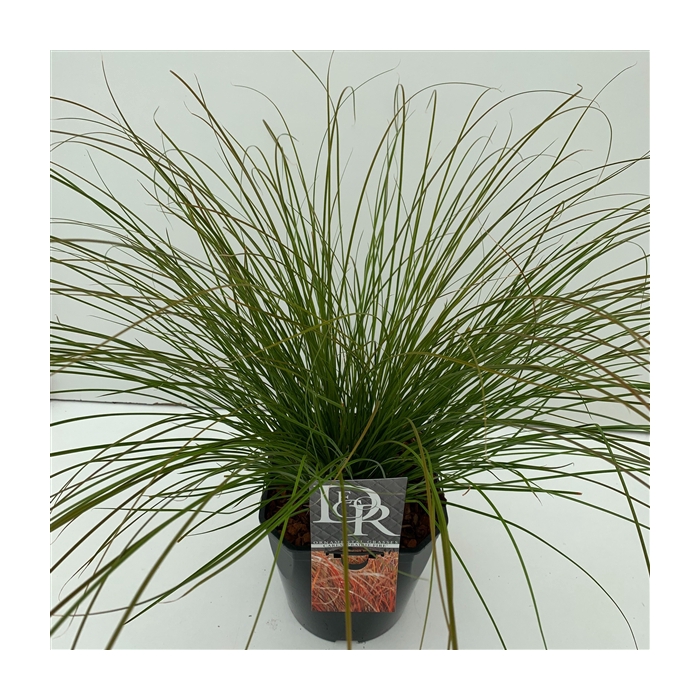 <h4>Carex 'Prairy Fire'</h4>