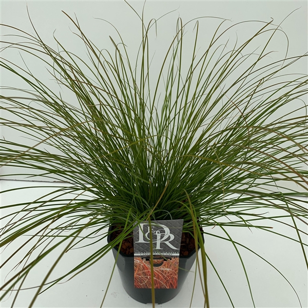 <h4>Carex 'Prairy Fire'</h4>