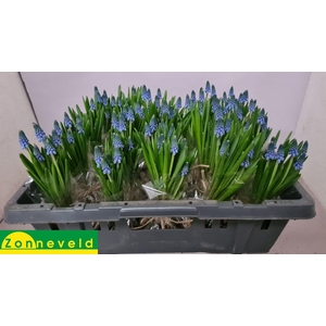 MUSCARI CAROLA