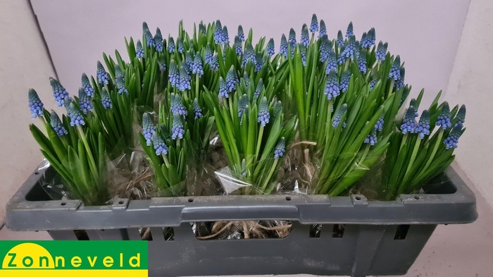 <h4>MUSCARI CAROLA</h4>