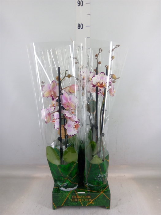 <h4>Phalaenopsis   ...</h4>