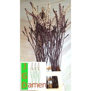 ACTAEA SIM BRUNETTE