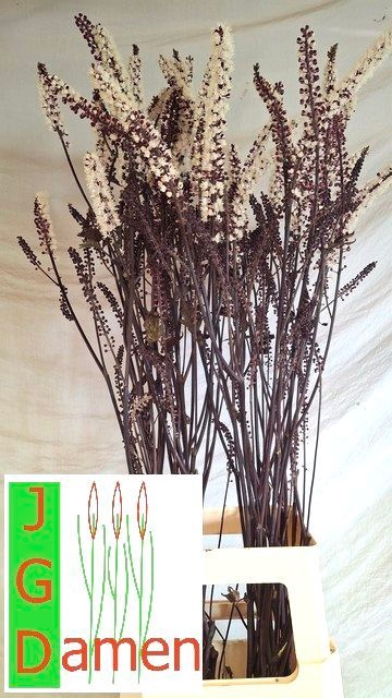 <h4>ACTAEA SIM BRUNETTE</h4>