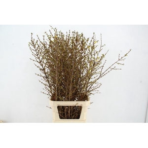 FORSY I SPECTABILIS 120CM