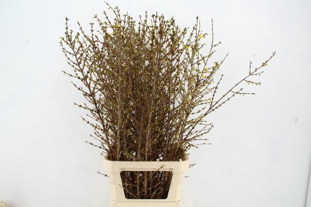 <h4>FORSY I SPECTABILIS 120CM</h4>