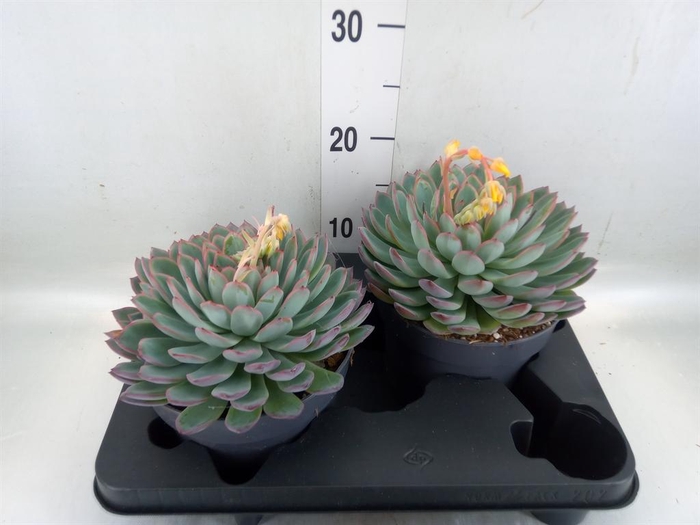 <h4>Echeveria 'Apus'</h4>