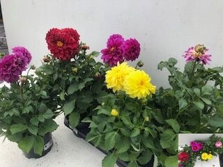 <h4>DAHLIA DAHL GEM</h4>