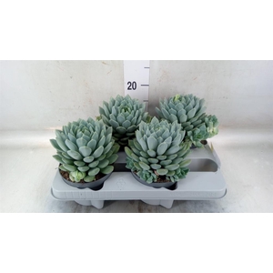 Pachyphytum  'Corvus'