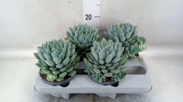 <h4>Pachyphytum 'Corvus'</h4>
