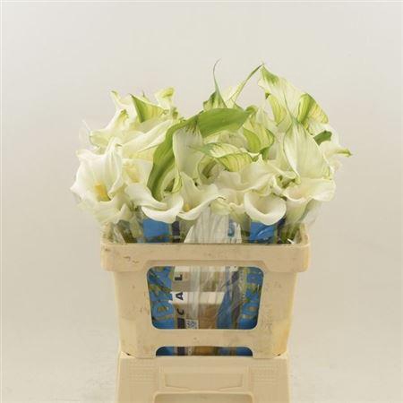 <h4>Zant Capt Ventura</h4>