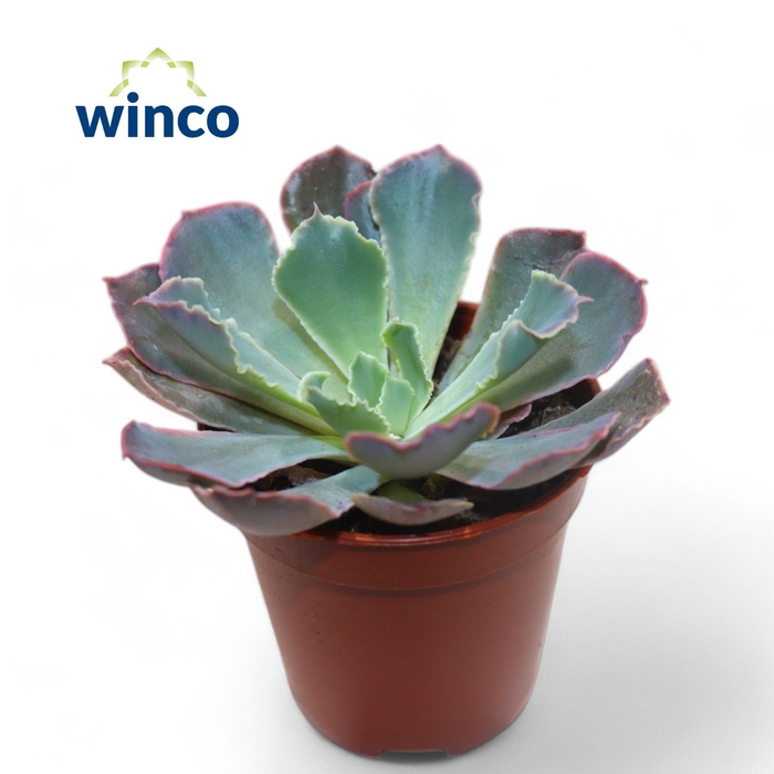 <h4>Echeveria Neonbreaker</h4>