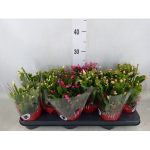 Schlumbergera   ...