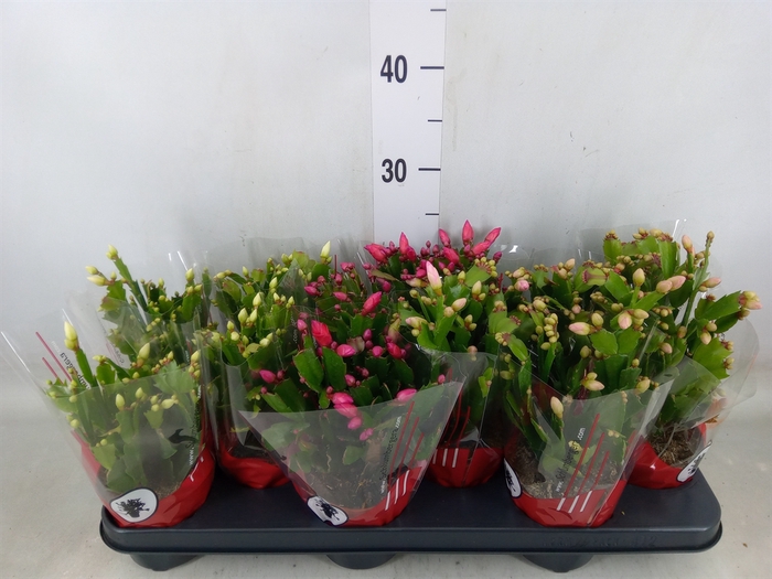 <h4>Schlumbergera   ...</h4>