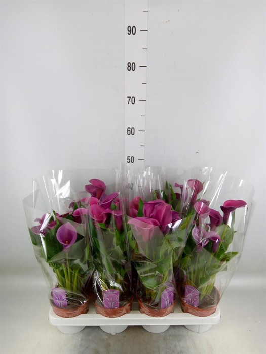 <h4>Zantedeschia   ...</h4>