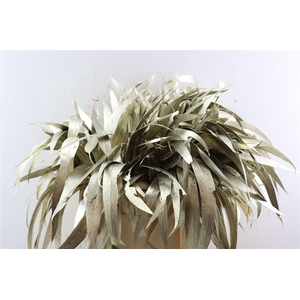 Euca Lancet Victoriablad Klbh Platina