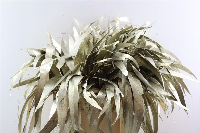 <h4>Euca Lancet Victoriablad Klbh Platina</h4>