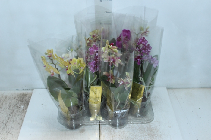 PHALAENOPSIS MINI P09