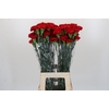 Dianthus St Don Pedro