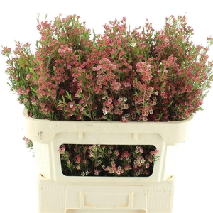 Chame Un My Sweet 16