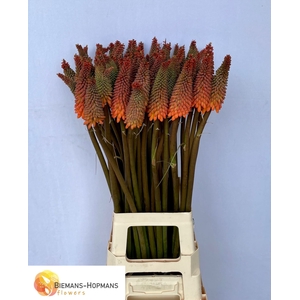 Kniphofia Alcazar Biemans