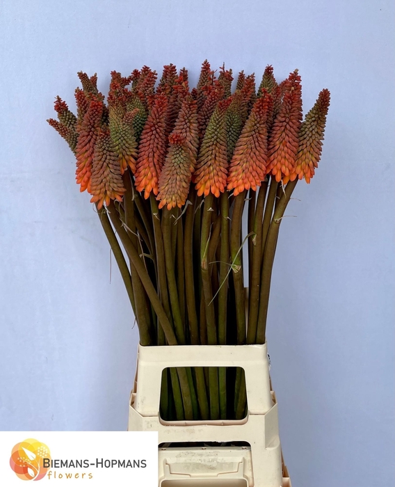 <h4>Kniphofia Alcazar Biemans</h4>