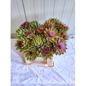 CYNARA SCOLYMUS ANGEBOT