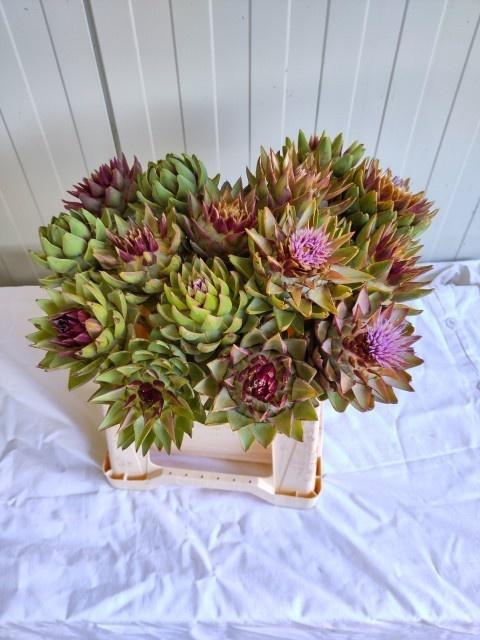 <h4>CYNARA SCOLYMUS ANGEBOT</h4>