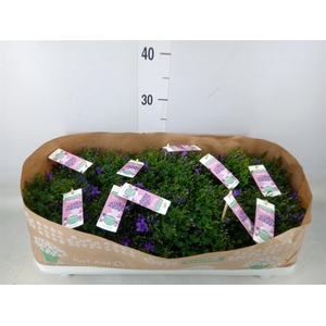 Campanula porten. 'Ambella In Prpl'