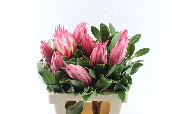 <h4>Protea Cy Madiba</h4>