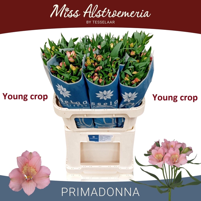 <h4>ALSTR PRIMADONNA</h4>