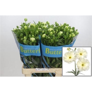 Ranunculus Butterfly Graces