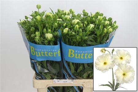 <h4>Ranunculus Butterfly Graces</h4>