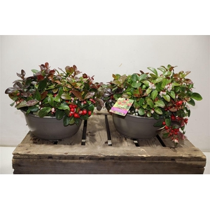 arr8 Gaulth Procumbens