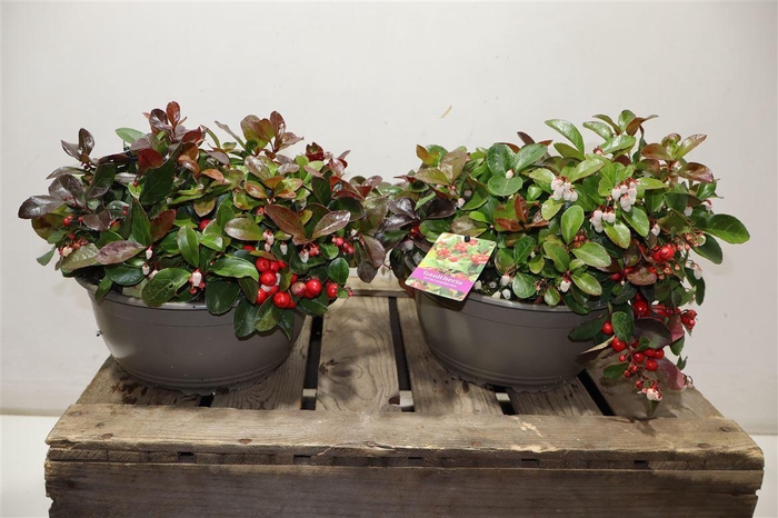 <h4>arr8 Gaulth Procumbens</h4>