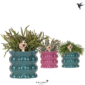 Kolibri Greens Rhipsalis mix in Cotton pot green mix