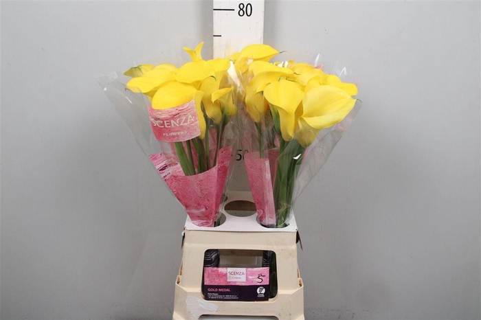 <h4>Zant Gold Medal</h4>