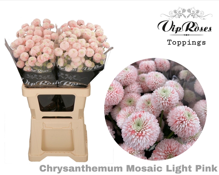 <h4>CHR T MOSAIC LIGHT PINK</h4>